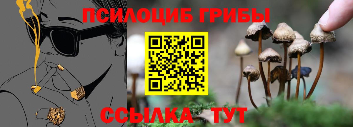 Псилоцибиновые грибы прущие грибы  цены   Псилоцибиновые грибы GOLDEN TEACHER  Кубинка 